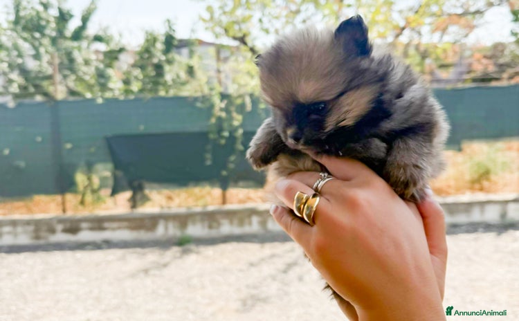 Volpino Pomerania cani a Provincia di Treviso - Annuncio 1