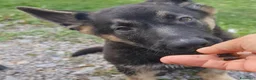 Pastore Tedesco cani in vendita: SVENDO ULTIMA CUCCIOLA DI PASTORE TEDESCO a Provincia autonoma di Trento - Annuncio 3