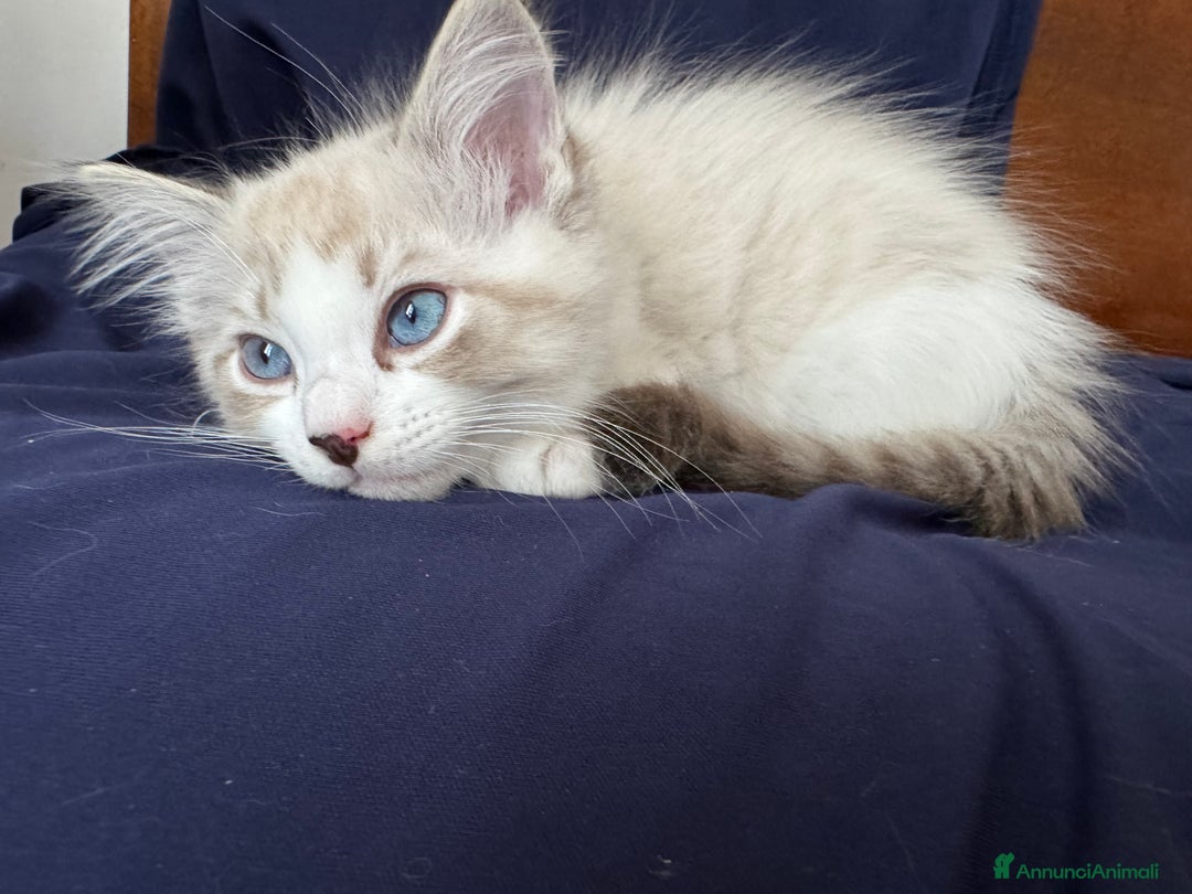 Ragdoll gatti in vendita: Ragdoll cucciolo  a Provincia di Varese - Immagine 2
