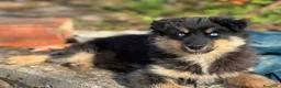 Husky cani in regalo: YUKON & ALASKA, magnifici cuccioli OCCHI BLU! - Annuncio 6