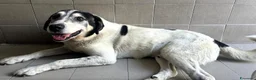 Meticcio cani in regalo: VALERIO DIVERSAMENTE CUCCIOLO - Annuncio 3