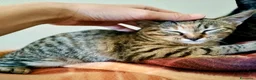 Europeo gatti in regalo: Bella tigratina - Annuncio 5