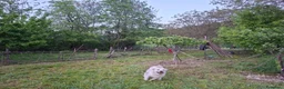 Labrador cani per accoppiamento: Labrador maschio per accoppiamento - Annuncio 14