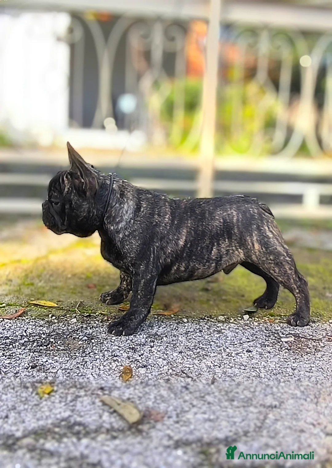 Bulldog Francese cani in vendita: Bulldog francese cuccioli enci a Provincia di Salerno - Annuncio 12