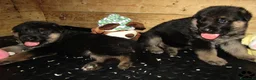 Pastore Tedesco cani in vendita: Cuccioli di pastore tedesco selezionati - Annuncio 7