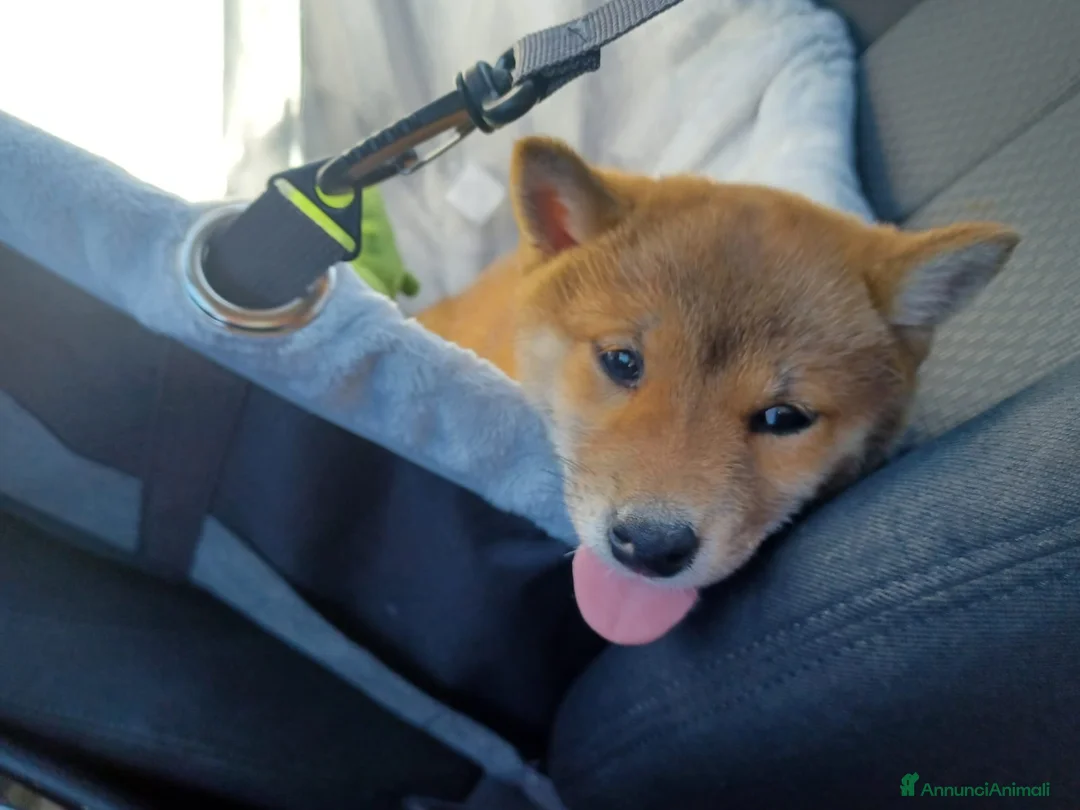 Shiba Inu cani in vendita: CUCCIOLI  SHIBA a Provincia di Perugia - Annuncio 1