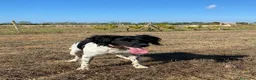 Breton cani in regalo: Cloe Bretoncina 3anni ok gatti SOS CASA LECCE - Annuncio 3