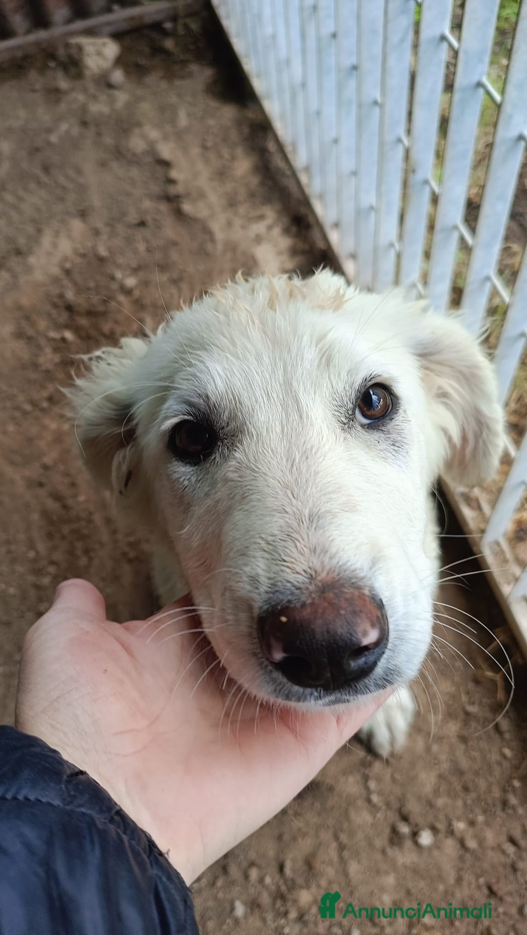 Meticcio cani in regalo: COMETA - Annuncio 5