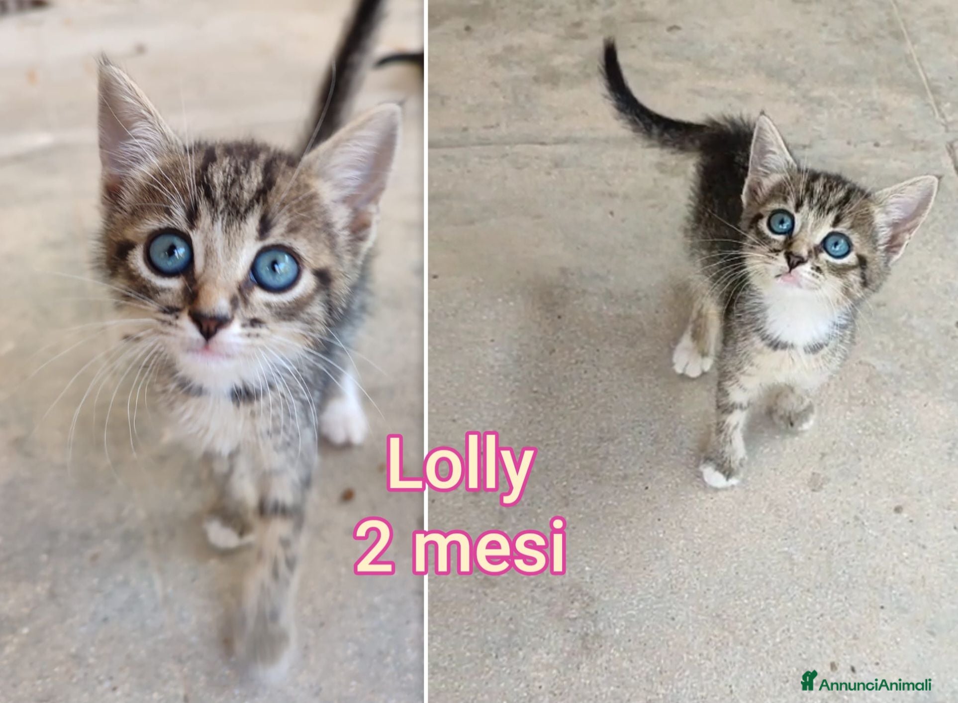 Altre razze gatti GATTINI ABBANDONATI: URGENTE  - Annuncio 15