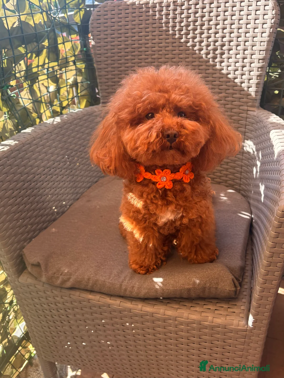 Barboncino Toy cani per accoppiamento: Barboncino Toy disponibile per accoppiamento  - Annuncio 4