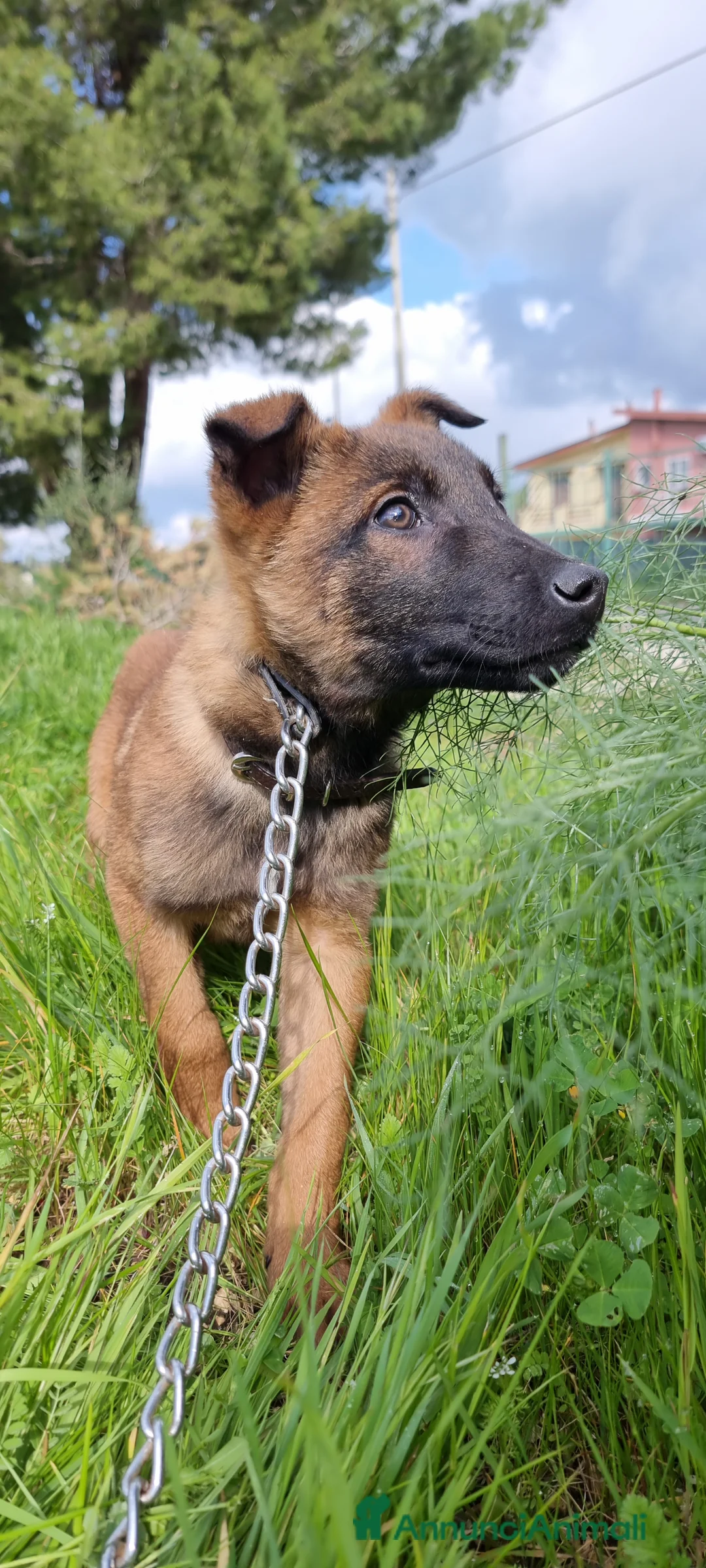 Pastore Belga cani in vendita: Pastore Belga Malinois in Campania  - Annuncio 2