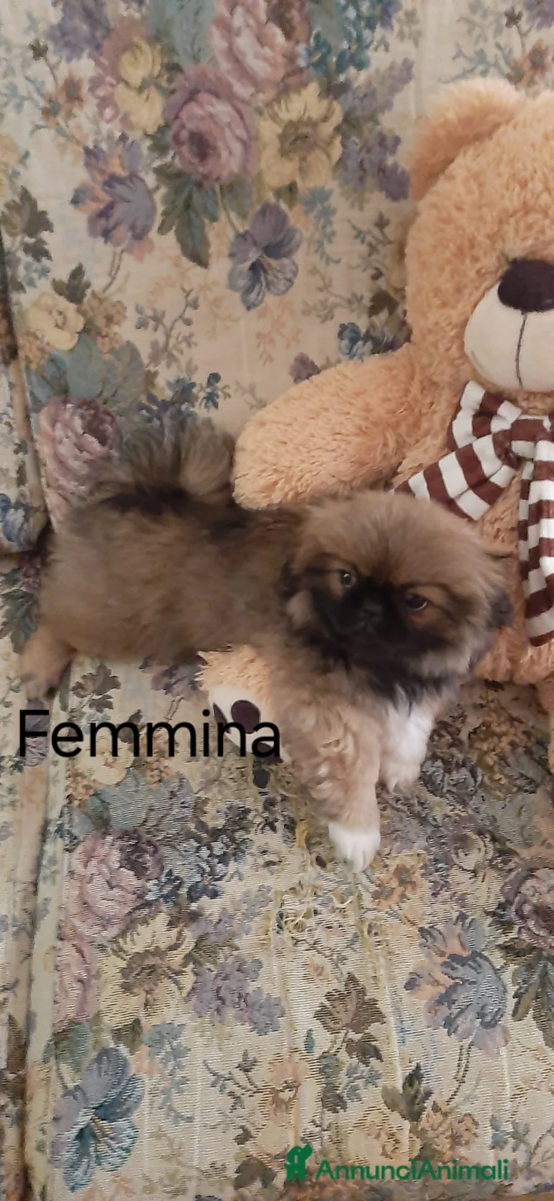 Pechinese cani in vendita: CUCCIOLI PECHINESI  a Provincia di Novara - Annuncio 2