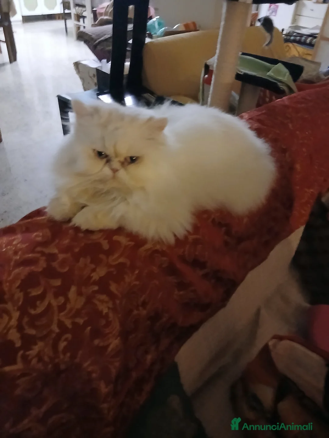 Persiano gatti per accoppiamento: Gatti - Annuncio 1