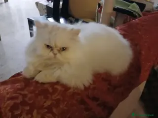 Persiano gatti Gatti - Annuncio 18