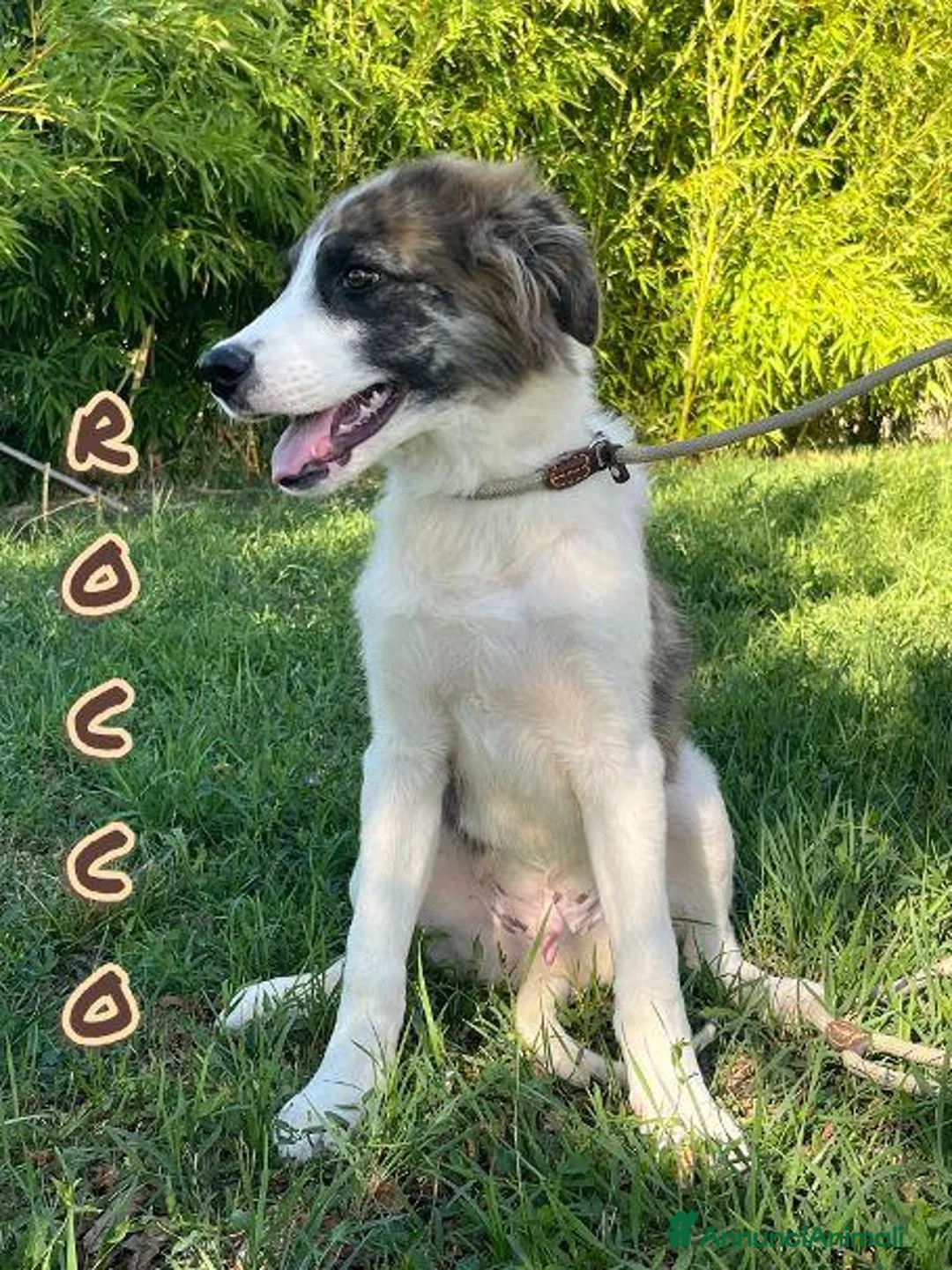 Meticcio cani in regalo: ROCCO e VERONICA cuccioli in cerca di casa a Provincia di Lucca - Annuncio 1