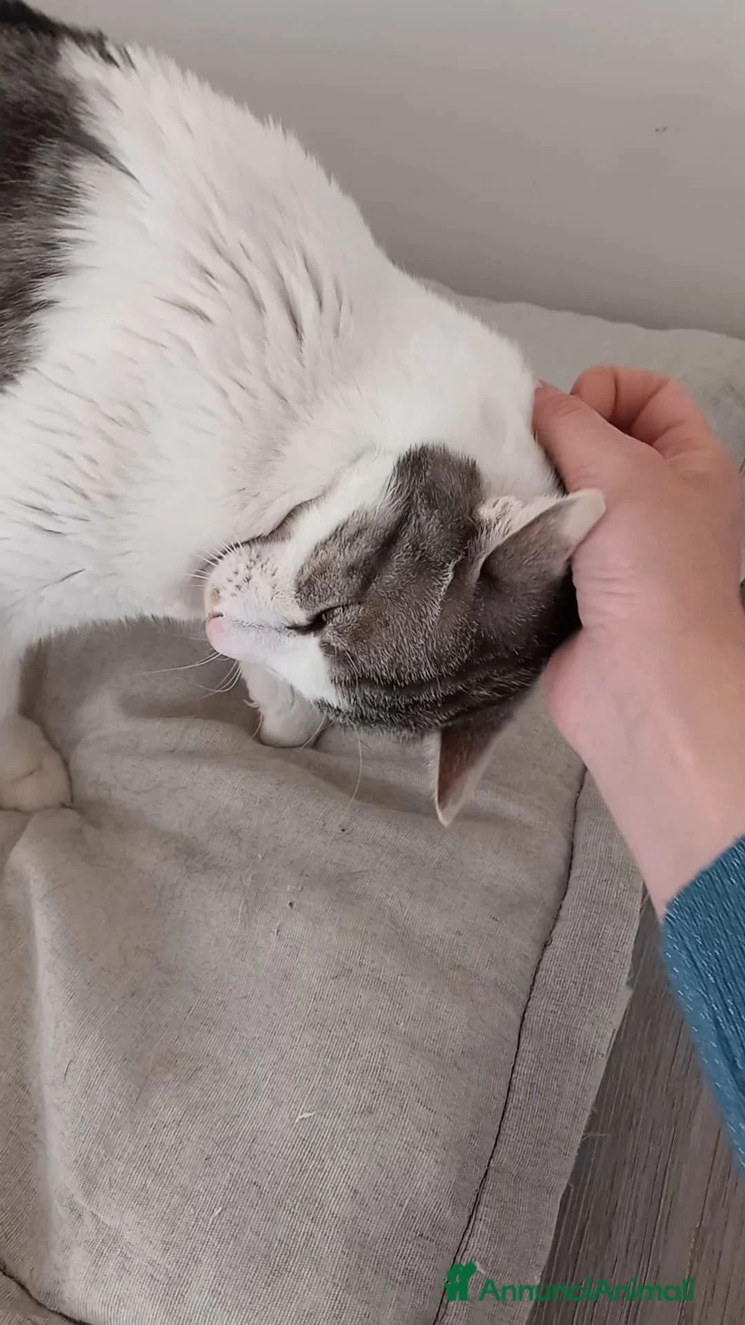 Europeo gatti in regalo: Miele, adorabile gatto da adottare! - Annuncio 2