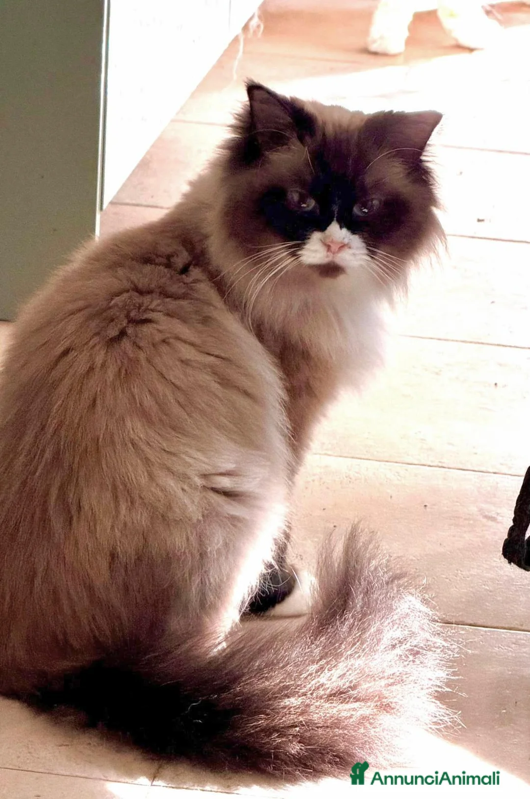 Ragdoll gatti in vendita: cuccioli di ragdoll - Annuncio 6