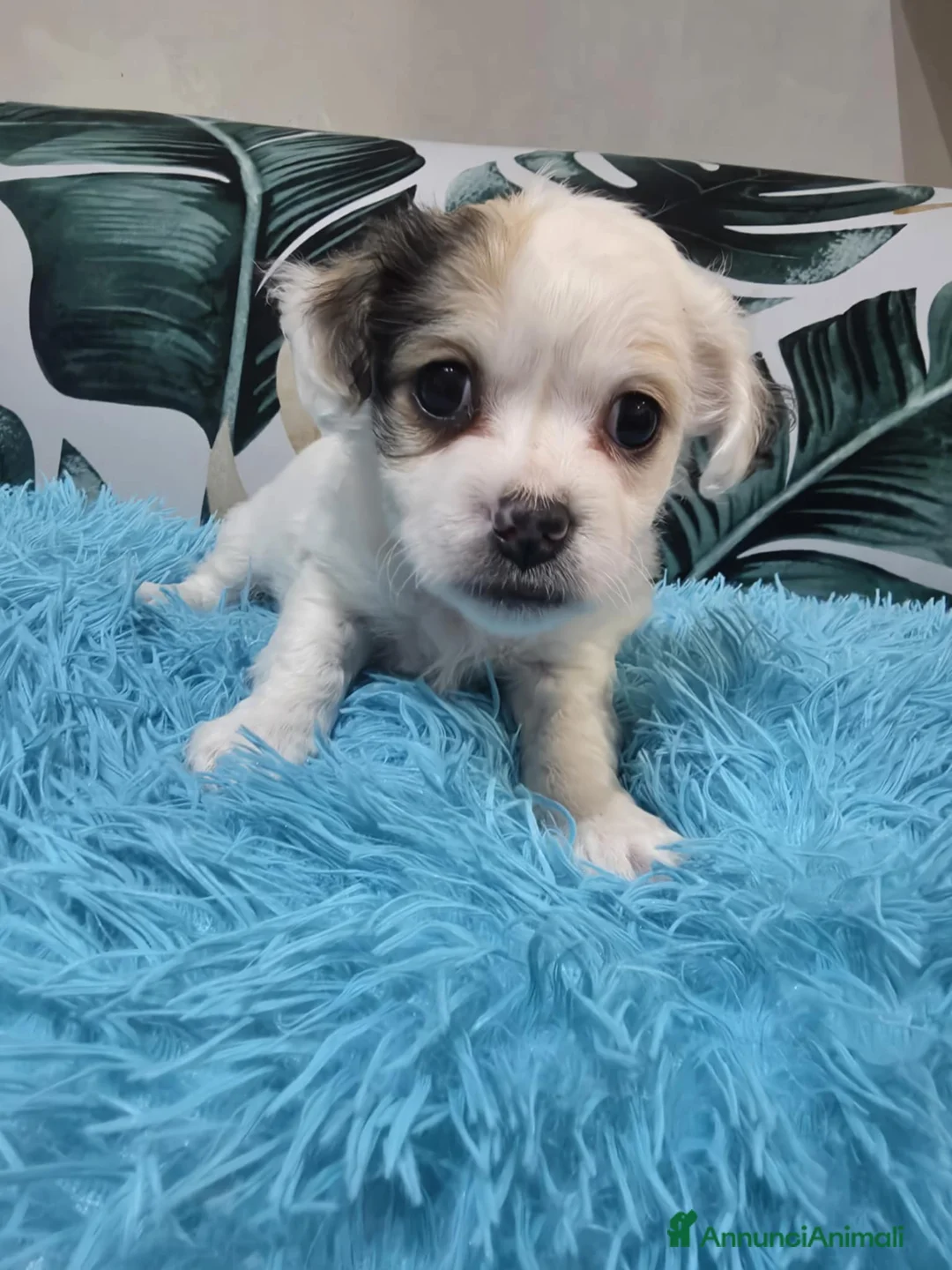 Meticcio cani in vendita: Ciao a tutti  - Annuncio 4