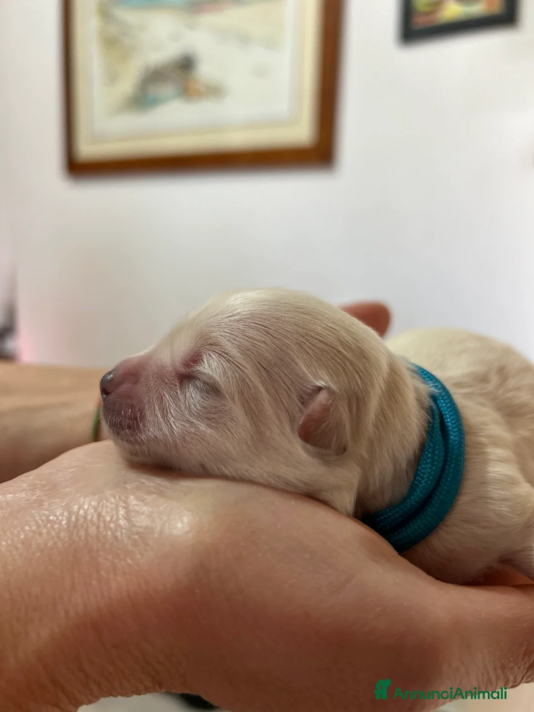 Maltese cani in vendita: Vendita maltese - Annuncio 6