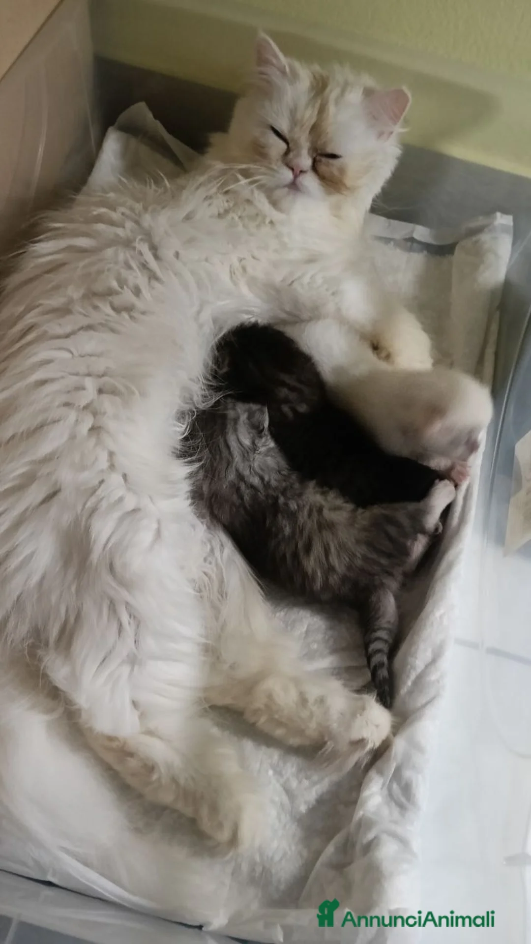 Persiano gatti in vendita: CUCCIOLI TABBY - CHICHILLA' SILVER e WHITE - Annuncio 2