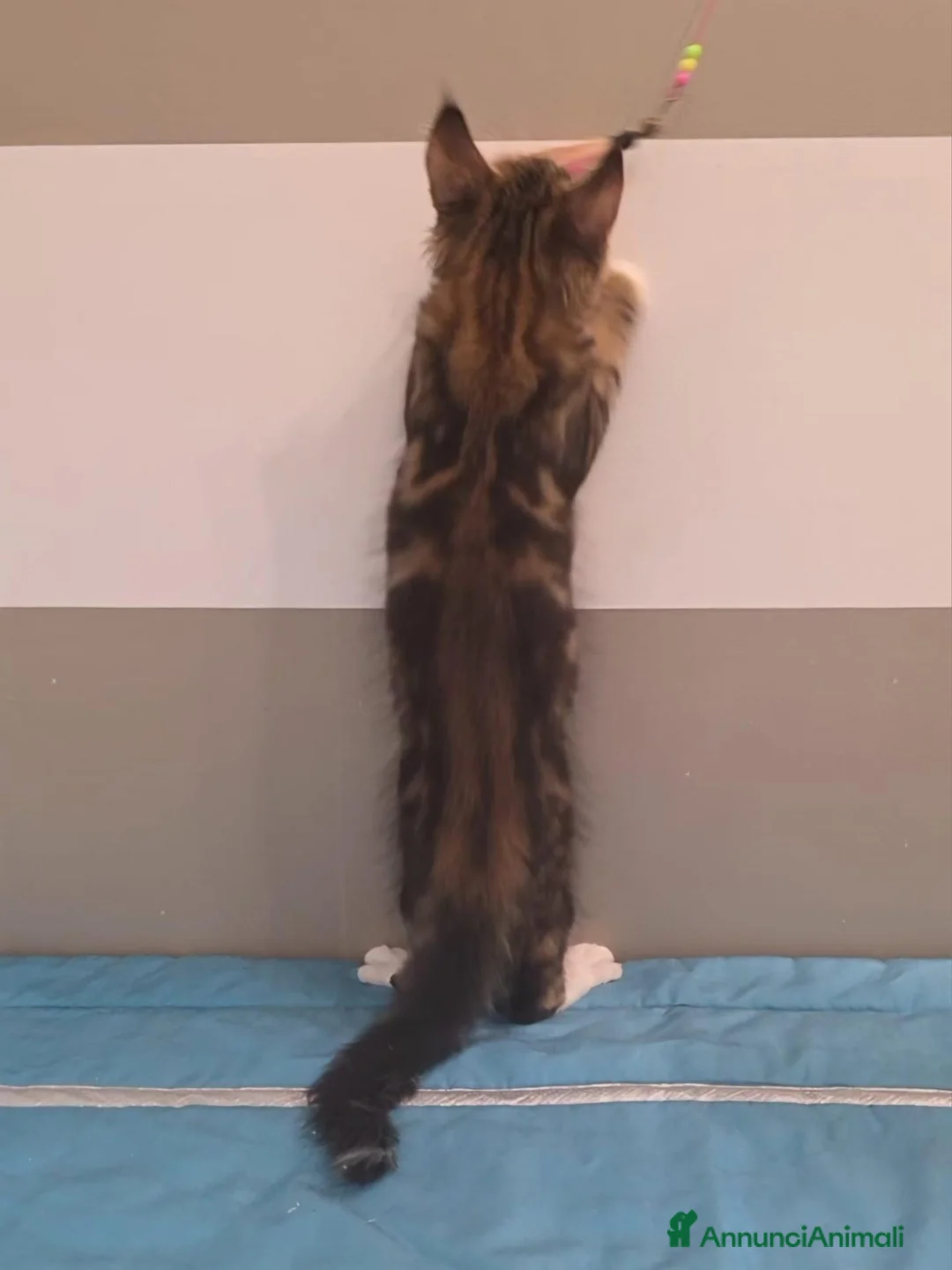 Maine Coon gatti in vendita: Cucciolata F Dolci Fusa - Annuncio 26