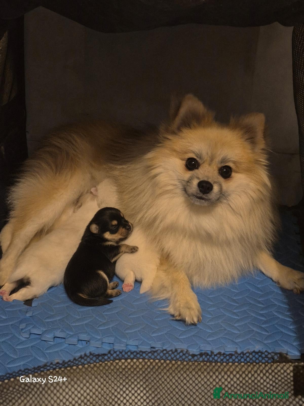 Volpino Pomerania cani in vendita: Spitz pomerania nano tedesco cuccioli - Annuncio 5