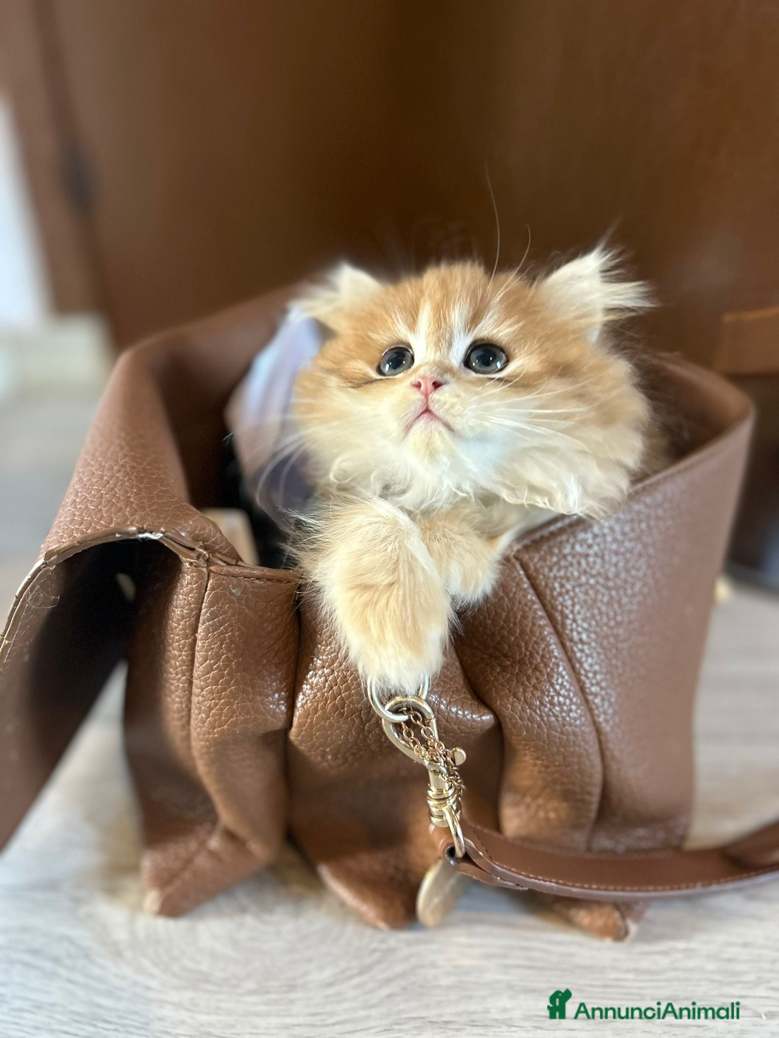 British gatti  🩵Cuccioli British Longhair disponibili 🩵 - Annuncio 3