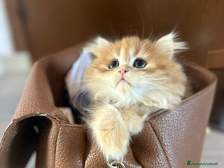 British gatti 🩵Cuccioli British Longhair disponibili 🩵 - Annuncio 6