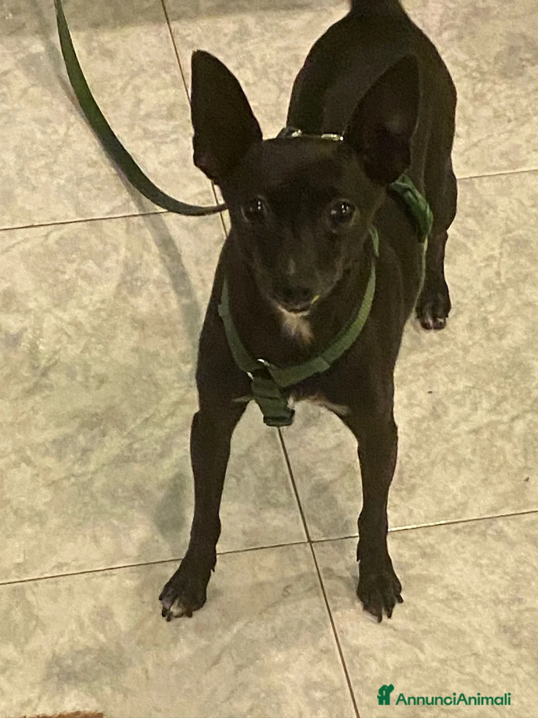 Pinscher Miniatura cani in regalo: Kikko pinscher affettuoso - Annuncio 4