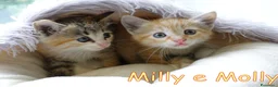 Europeo gatti in regalo: Milly e Molly  cercano  urgentemente  casa. - Annuncio 3