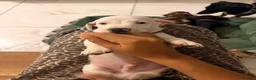 Bassotto Nano cani in vendita: Cuccioli di bassotto a pelo corto Arlecchino  - Annuncio 8