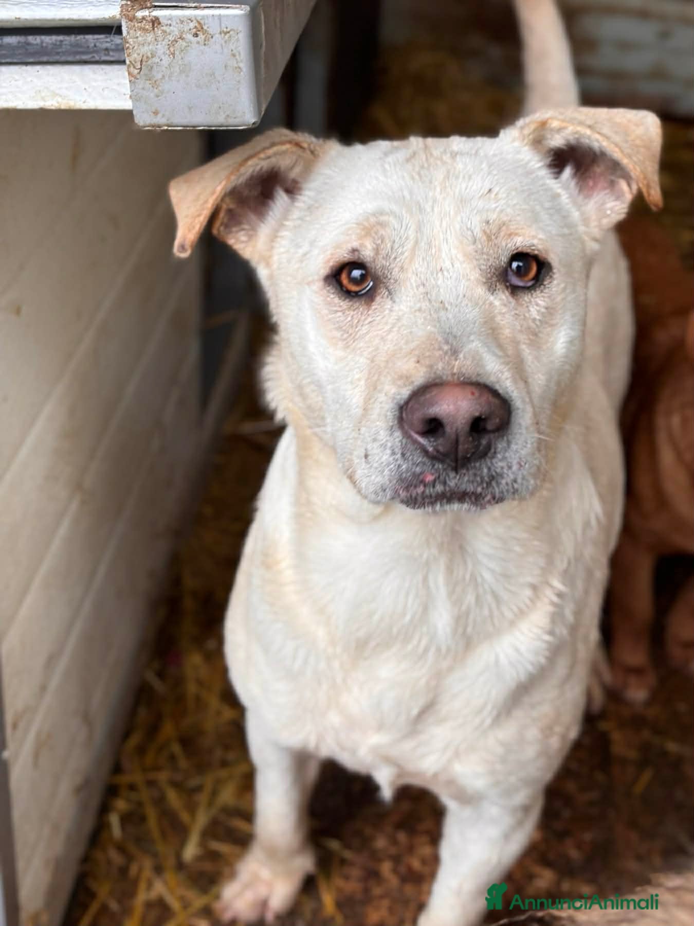Meticcio cani BLANCA & BLESS, cagnoline super tenere. - Annuncio 1
