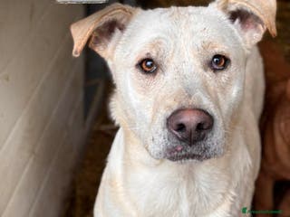 Meticcio cani BLANCA & BLESS, cagnoline super tenere. - Annuncio 18