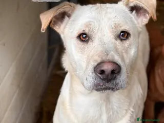 Meticcio cani BLANCA & BLESS, cagnoline super tenere. - Annuncio 30