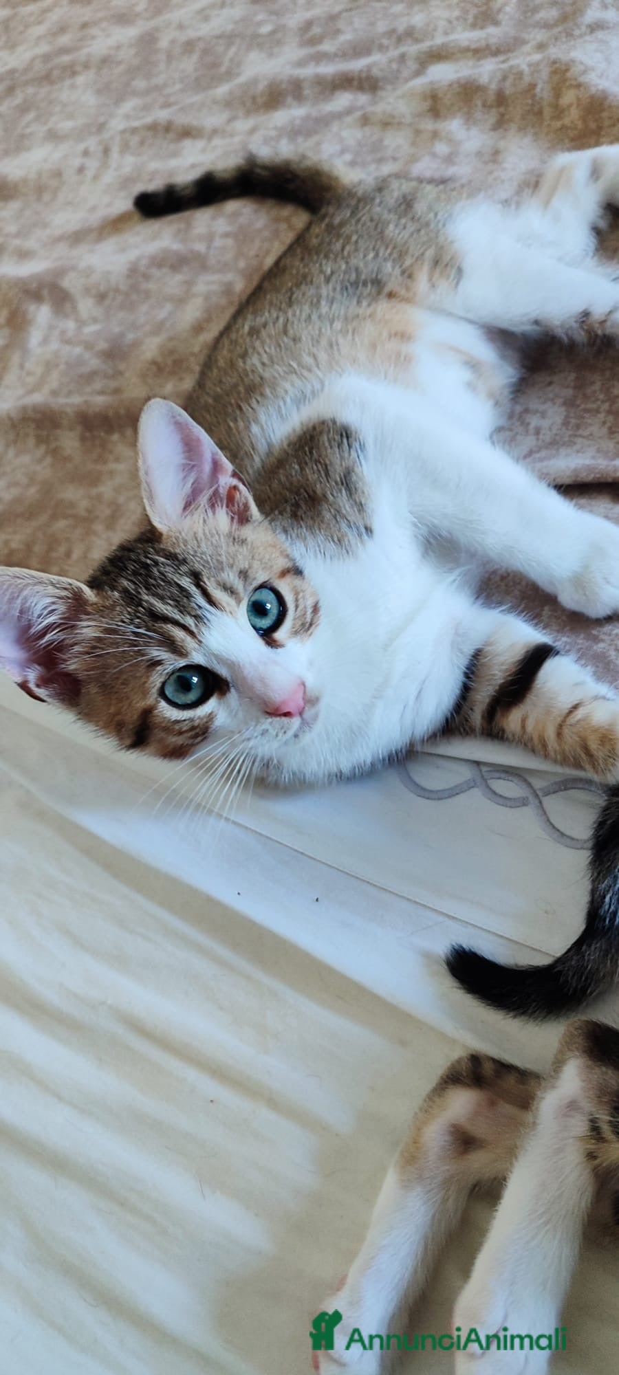 Europeo gatti Garfield micino dagli occhi bellissimi - Annuncio 4