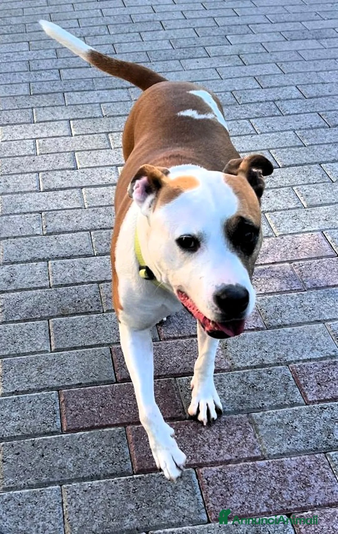 Meticcio cani in regalo: MAYA AMSTAFF - Annuncio 1