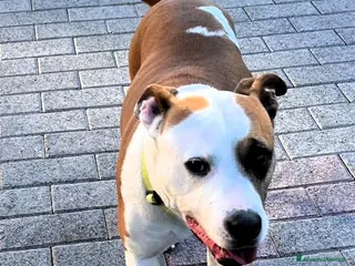 Meticcio cani MAYA AMSTAFF - Annuncio 42