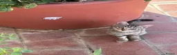 Europeo gatti in regalo: Gattini in cerca di casa a Provincia di Grosseto - Annuncio 4
