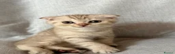 Scottish gatti in vendita: Disponibile - Annuncio 3