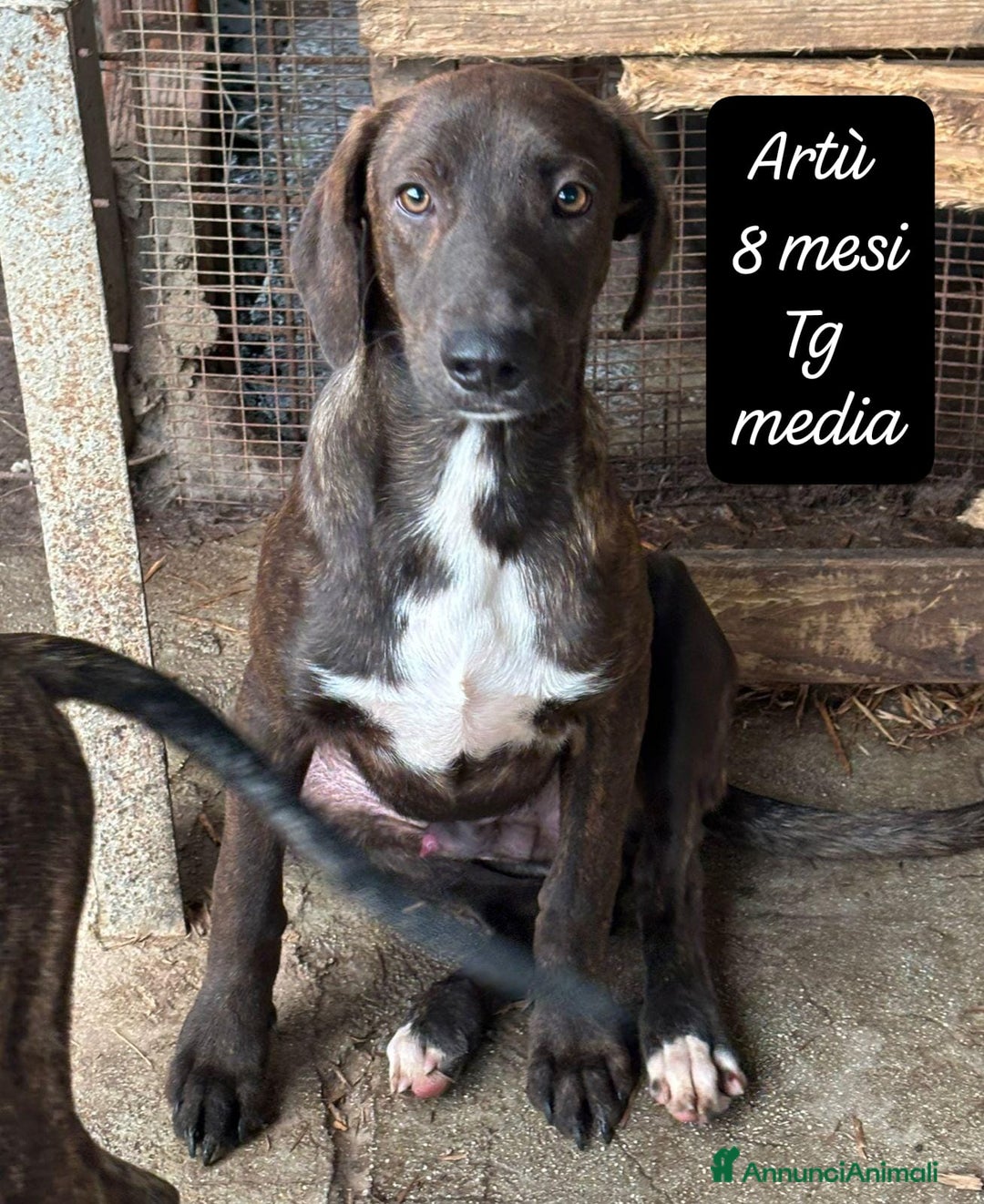 Meticcio cani in regalo: Tanti bellissimi cuccioli da adottare  - Annuncio 9