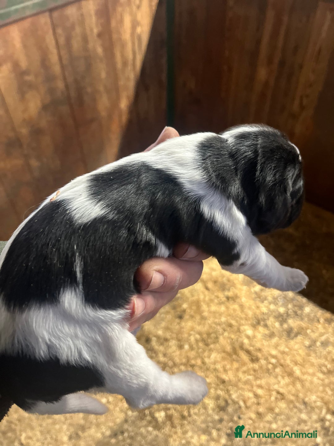 Setter Inglese cani in vendita: Cuccioli setter inglese  - Annuncio 8