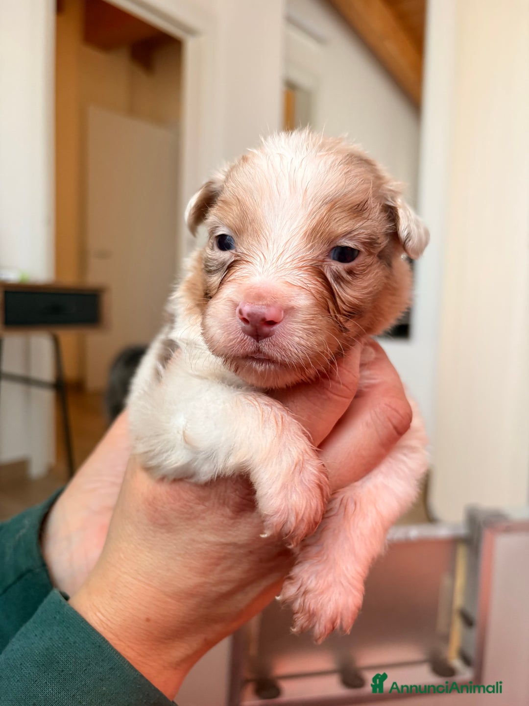 Australian Shepherd cani in vendita: Cuccioli di  AUSSIE nati il 31/12/2025 – PEDIGREE  - Annuncio 5