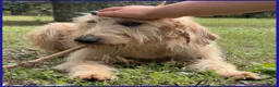 Meticcio cani in regalo: GIACOMO è pronto per una famiglia a Città Metropolitana di Bologna - Annuncio 7