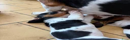 Bassethound cani in vendita: Cucciolata Bassethound  a Città metropolitana di Milano - Annuncio 8