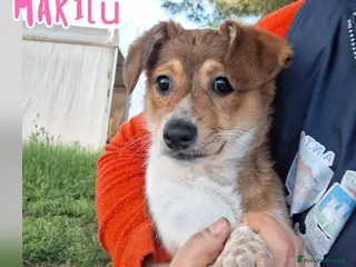 Meticcio cani MARILU’🩷-cucciola.Aiutaci a farla uscire dal box? - Annuncio 17