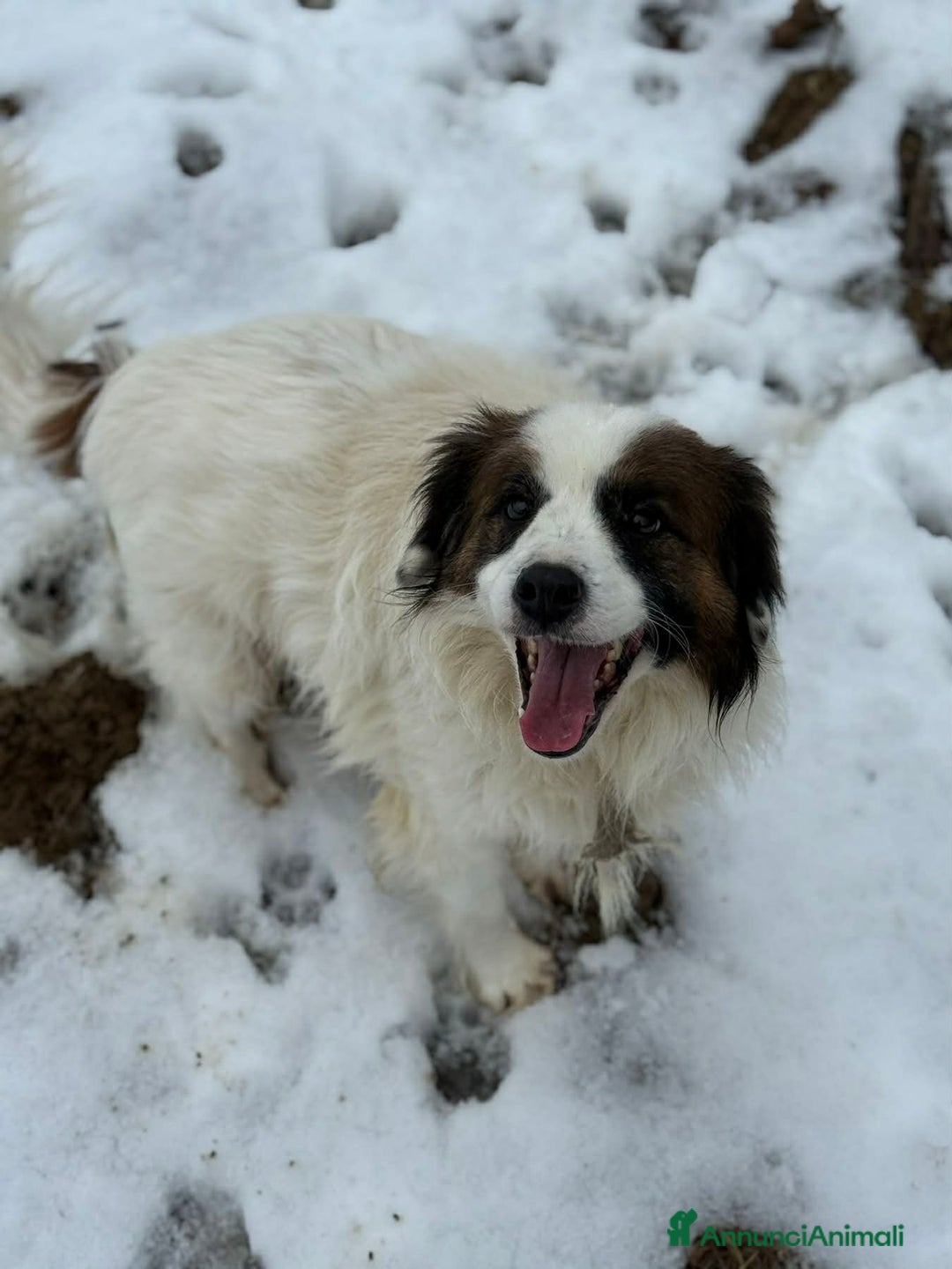Meticcio cani in regalo: FLOCKY, in canile si dispera! Cerca famiglia - Annuncio 7