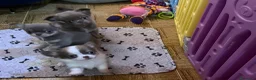 Chihuahua cani in vendita: Chihuahua mini  - Annuncio 2