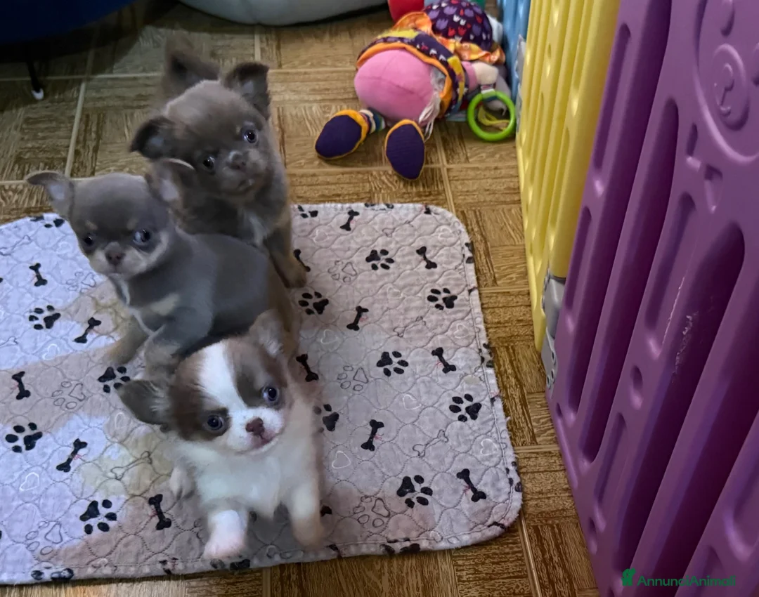 Chihuahua cani in vendita: Chihuahua mini  - Annuncio 2