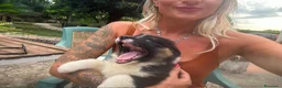Australian Shepherd cani in vendita: Cuccioli Pastore australiano - Annuncio 6
