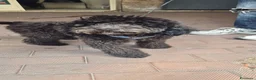 Barboncino cani in vendita: Barboncino nero.  - Annuncio 5